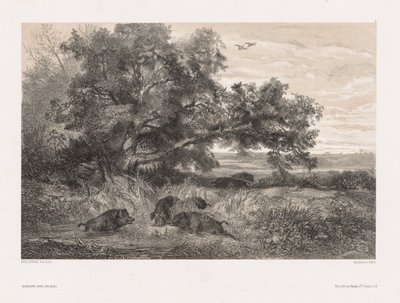 الحيوانات والمناظر الطبيعية بعد الطبيعة: خنزير بري في بركة ، ج. 1850. بواسطة كارل بودمر