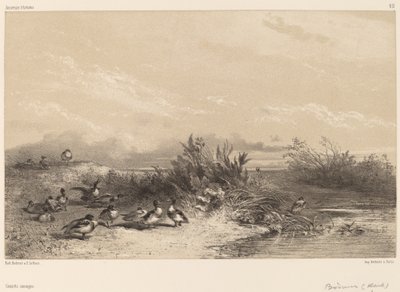 البط البري بواسطة Karl Bodmer