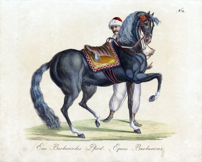 حصان بربري (مطبوع) بواسطة كارل جوزيف برودمان