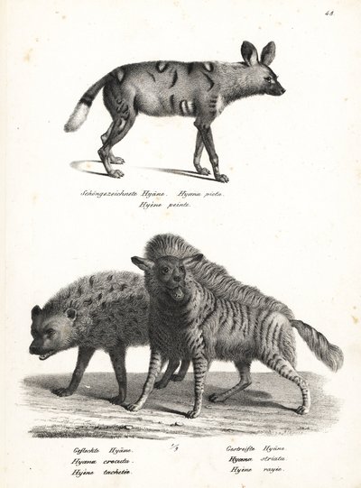 كلب بري أفريقي ، Lycaon pictus ، مهدد بالانقراض ، ضبع مرقط ، Crocuta crocuta ، وضبع مخطط ، Hyaena hyaena. الطباعة الحجرية لكارل جوزيف برودمان من كتاب هاينريش رودولف شينز للتاريخ الطبيعي المصور للرجال والحيوانات بواسطة كارل جوزيف برودمان