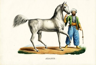 الحصان العربي ، 1824 بواسطة كارل جوزيف برودمان