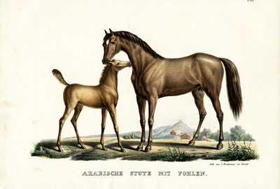 الحصان العربي مع الطيور 1824 بواسطة كارل جوزيف برودمان