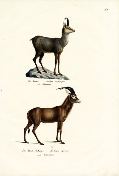 شامواه ، 1824 بواسطة كارل جوزيف برودمان