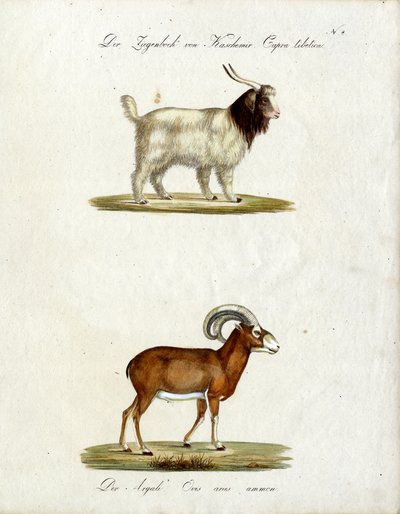 ماعز كشمير والموفلون (طباعة) بواسطة كارل جوزيف برودمان