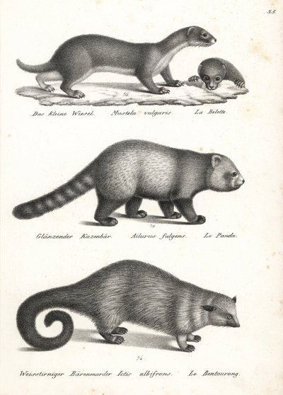 ابن عرس صغير ، Mustela nivalis 1 ، الباندا الحمراء ، Ailurus fulgens 2 ، ضعيف ، و Bearcat ، Arctictis binturong 3 ، ضعيف. الطباعة الحجرية لكارل جوزيف برودمان من كتاب هاينريش رودولف شينز للتاريخ الطبيعي المصور للرجال والحيوانات بواسطة كارل جوزيف برودمان