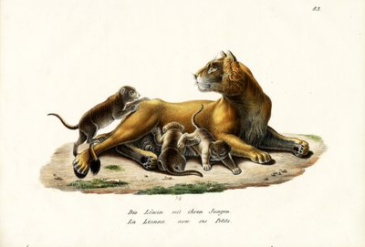 لبؤة مع الأشبال ، 1824 بواسطة كارل جوزيف برودمان