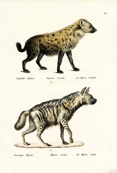 Hyaena المرقطة ، 1824 بواسطة كارل جوزيف برودمان