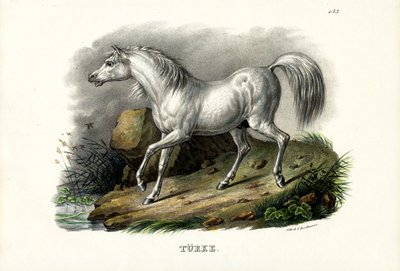 الحصان التركي ، 1824 بواسطة كارل جوزيف برودمان