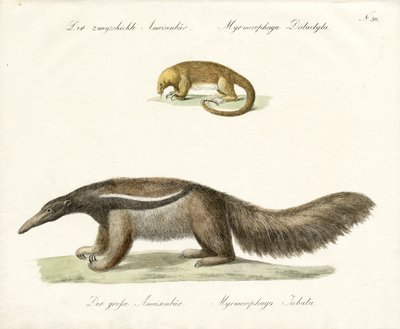 ثنائي الأصابع وآكل النمل العملاق (طباعة) بواسطة كارل جوزيف برودمان