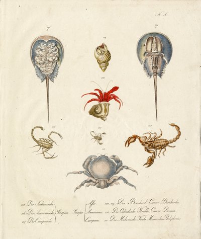 قشريات وكائنات بحرية متنوعة (طباعة) بواسطة كارل جوزيف برودمان