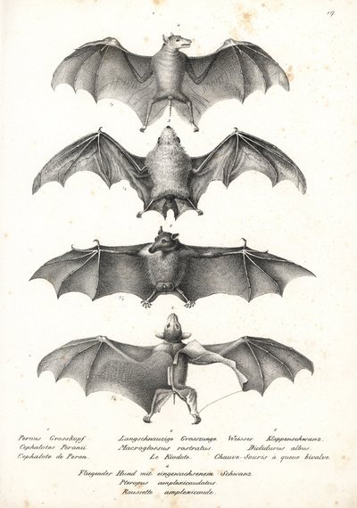 خفاش فاكهة غربي عارية الظهر ، Dobsonia peronii 1 ، خفاش رحيق طويل اللسان ، Macroglossus minimus 2 ، خفاش شبح شمالي ، Diclidurus albus 3 ، وردة Geoffroy ، Rousettus amplexicaudatus 4. طباعة حجرية بواسطة Karl Joseph Brodtmann من Heinrich Rudolf Schi بواسطة كارل جوزيف برودمان