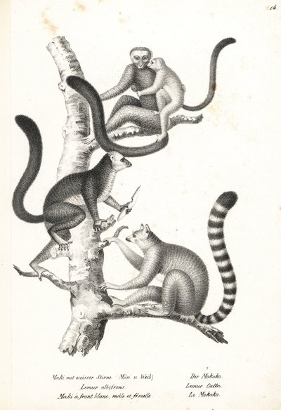 ليمور أبيض الرأس ، Eulemur albifrons ، ذكر وأنثى ، مهدد بالانقراض 1 ، ليمور حلقي الذيل ، Lemur catta ، مهدد بالانقراض 2. طباعة حجرية بواسطة Karl Joseph Brodtmann من كتاب Heinrich Rudolf Schinz للتاريخ الطبيعي المصور للرجال والحيوانات بواسطة كارل جوزيف برودمان