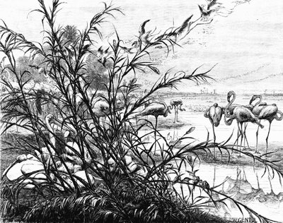 برلمان الطيور على بحيرة مناله ، 1880 بواسطة كارل فيلهلم جينتز