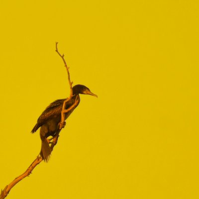  بواسطة كاثا وود