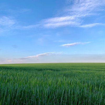  بواسطة كاثا وود