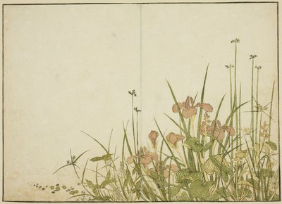 أزهار الصيف: قزحية وجزر الماء ، من كتاب "مرآة النساء الجميلات في أحياء المتعة (Seiro bijin awase sugata kagami)" المجلد. 1 بواسطة كاتسوكاوا شونشو