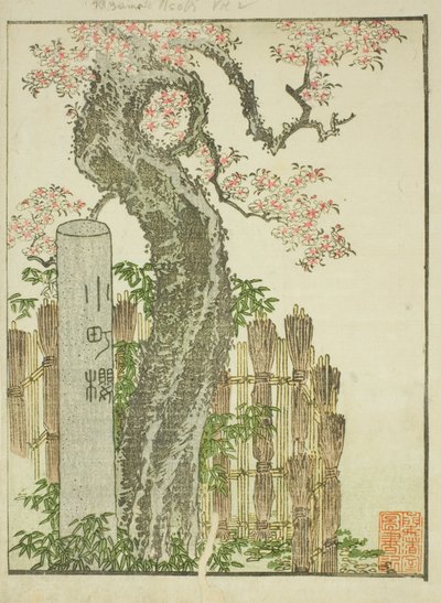 Komachi Cherry Tree (Komachi zakura) ، من الكتاب المصور "كتاب مصور لملاهي الشرق (Ehon Azuma asobi)" بواسطة كاتسوشيكا هوكوساي