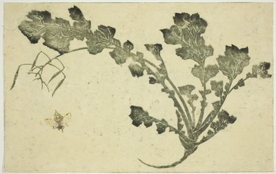 ساق الزنبور واللفت ، من "الكتاب المصور للوحات الواقعية لهوكوساي (Hokusai shashin gafu)" بواسطة كاتسوشيكا هوكوساي