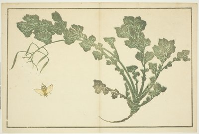 ساق الزنبور واللفت ، من "الكتاب المصور للوحات الواقعية لهوكوساي (Hokusai shashin gafu)" بواسطة كاتسوشيكا هوكوساي
