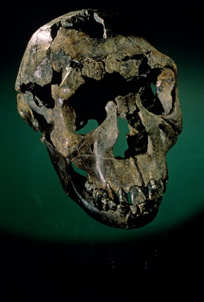 توركانا بوي، كينيا، غرب توركانا، بحيرة توركانا، KNMER-WT15000، H. erectus، ناريوكوتومي ...، 2008 (صورة) بواسطة كينيث جاريت