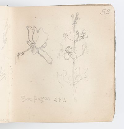 صفحة كراسة الرسم: Sketch of Flower بواسطة كينيون كوكس