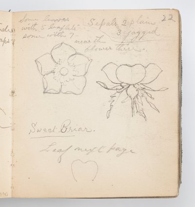 صفحة كراسة الرسم: Sweet Briar بواسطة Kenyon Cox