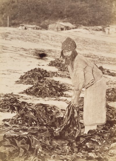 امرأة من عينو تحصد الأعشاب البحرية ، حوالي 1900 (طباعة فضية زلالية) بواسطة كنزو تاموتو