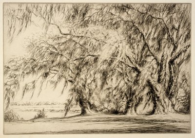 البلوط والطحالب بواسطة كير إيبي