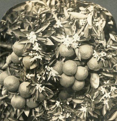 أزهار البرتقال والبرتقال الناضج ينمو على الشجرة نفسها ، كاليفورنيا ، c1900. بواسطة شركة كيستون فيو