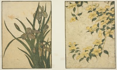 Kerria and Iris ، من الكتاب المصور "Picture Book: Flowers of the Four Seasons (Ehon shiki no hana) ،" المجلد. 1 بواسطة كيتاجاوا أوتامارو