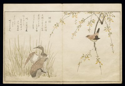P.332-1946 Vol.1 f.5 Wren وزوج من Snipe ، من ألبوم "Birds مقارنة بأغاني روحية" ، 1791 (طبعة خشبية ملونة) بواسطة كيتاجاوا أوتامارو