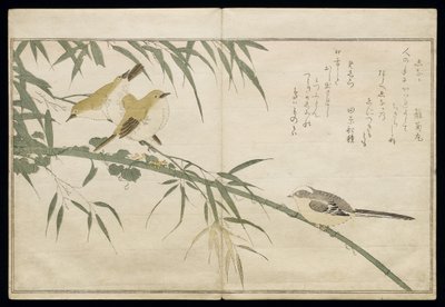 ص 322-1946 ، المجلد 2 ، f.6 ، حلمة طويلة الذيل وثلاث عيون بيضاء ، من ألبوم &39;Birds مقارنة بأغاني ساخرة&39; ، 1791 (طبعة خشبية ملونة) بواسطة كيتاجاوا أوتامارو