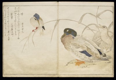 ص 322-1946 ، المجلد 2 ، f.7 بطان بريان و Kingfisher شائع ، من ألبوم "Birds مقارنة في الأغاني المرحة" ، 1791 (طبعة خشبية ملونة) بواسطة كيتاجاوا أوتامارو