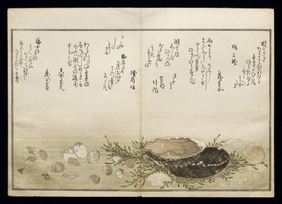 Shiohi no tsuto (هدايا من Ebb Tide) ، والمعروفة باسم Shell Book ، 1789 (طباعة لوح خشبي ملون) بواسطة كيتاجاوا أوتامارو