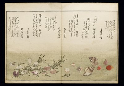 Shiohi no tsuto (هدايا من Ebb Tide) ، والمعروفة باسم Shell Book ، 1789 (طباعة لوح خشبي ملون) بواسطة كيتاجاوا أوتامارو