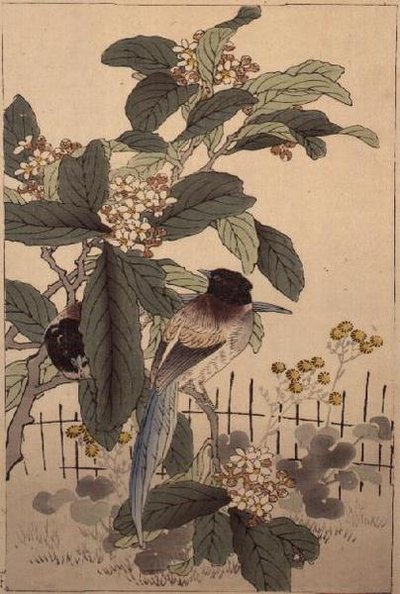الطيور ذات الذيل الأزرق بين الزهرة من Bunrei Kacho Gafu ، حانة. 1885 بواسطة كونو بيري
