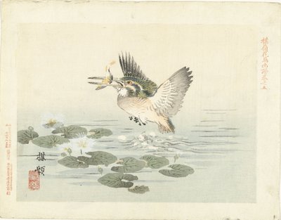 الرفراف اسكتشات زهرة بايري والطيور (عنوان المسلسل) باري كاتشو غافو (عنوان المسلسل على الكائن) بواسطة كونو بيري