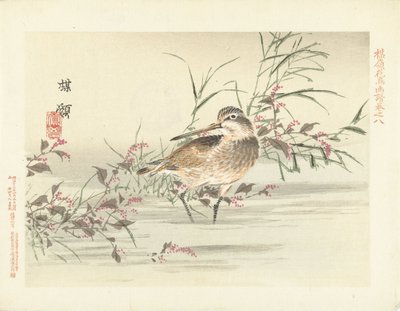 قص اسكتشات زهرة بايري والطيور (عنوان المسلسل) باري كاتشو غافو (عنوان المسلسل على الكائن) بواسطة كونو بيري