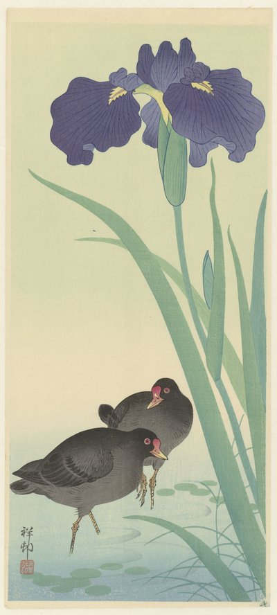 Moorhens an Irises (نقش خشبي ملون) بواسطة اوهارا كوسون