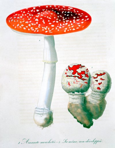 Amanita Muscaria Fly Agaric ، 1821 بواسطة LFJ Hoquart