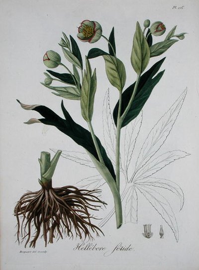 Helleborus Foetidus من كتاب Phytographie Medicale بقلم جوزيف روك (1772-1850) ، نُشر عام 1821 (نقش) بواسطة LFJ Hoquart