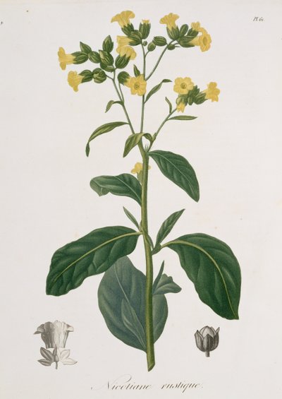 نيكوتيانا من "Phytographie Medicale" لجوزيف روكيس (1772-1850) ، نُشر عام 1821 بواسطة LFJ Hoquart