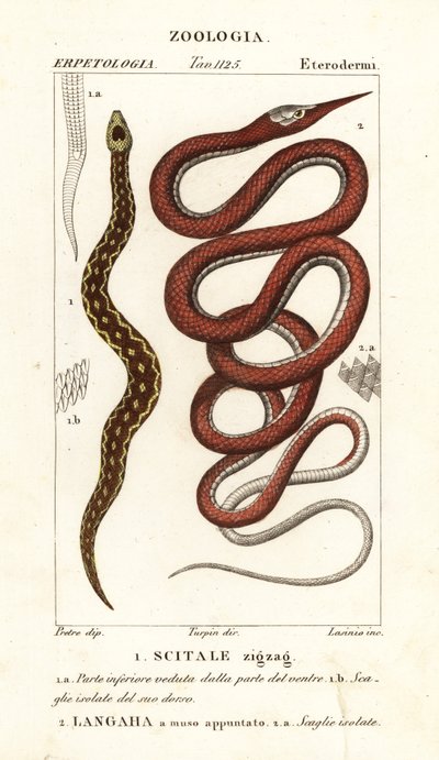 الأفعى ذات القشور المنشار ، Echis carinates 1 ، و Madagascar Leaf Snake ، Langaha madagascariensis 2 بواسطة لاسينيو لاسينيو