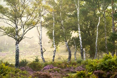 موسم التلاشي، 2023 (صورة) بواسطة 