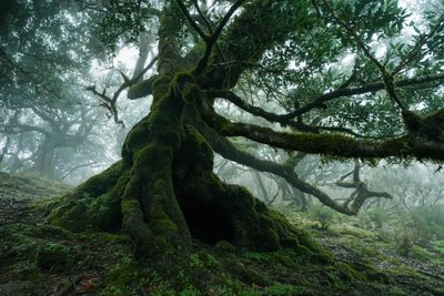 الأرض المنسية، 2025 (الصورة) بواسطة 