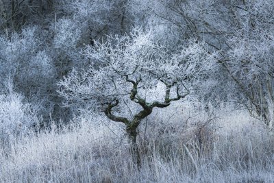 أولدوود إيكو، 2022 (الصورة) بواسطة 