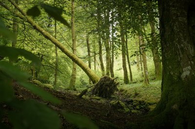 شجرة الحراسة، 2024 (صورة) بواسطة 