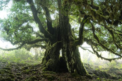 بقايا الغابة III، 2023 (صورة فوتوغرافية) بواسطة 