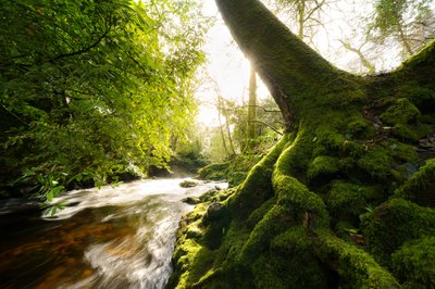 توايلايت جروف، 2024 (الصورة) بواسطة 