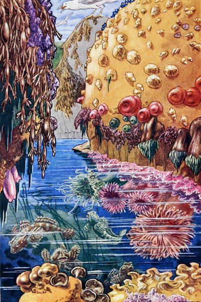 رسم توضيحي من "Sea-Shore Life in بريطانيا" طُبع عام 1947 (حجر ليثو ملون) بواسطة ليونارد روبرت برايتويل